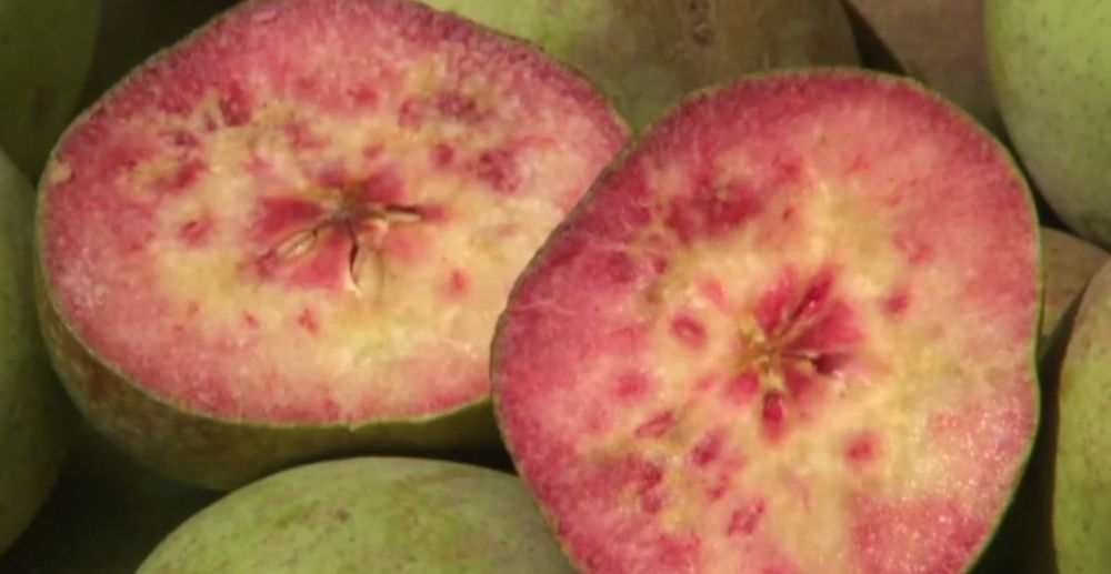 Pêra de carne Vermelha - SUPER DOCE - Planta viva