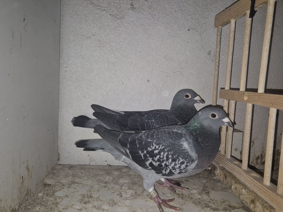 Sprzedam parę aardenow I inne