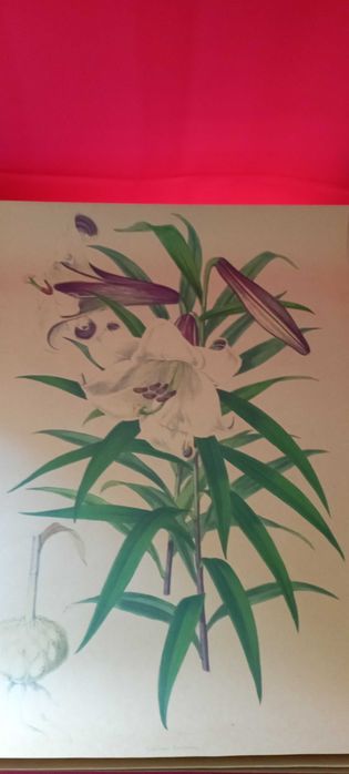 4 grafiki botaniczne grafika piękne wydruki kwiatów galeria na ścianę