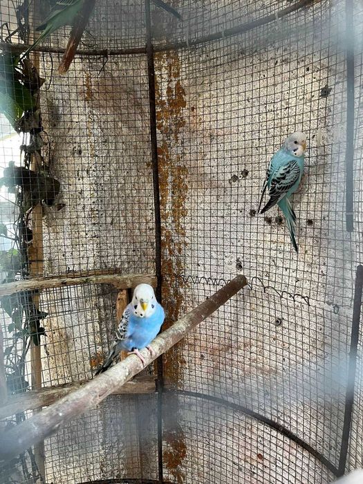 Periquitos Australianos Portador de Blackface