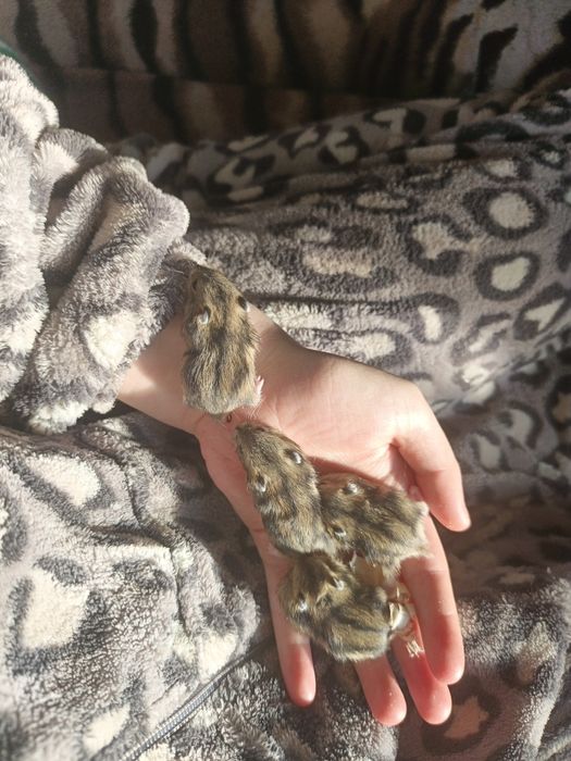 Продам джунгарских хомячат