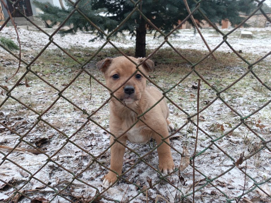 Віддам у добрі руки цуценят