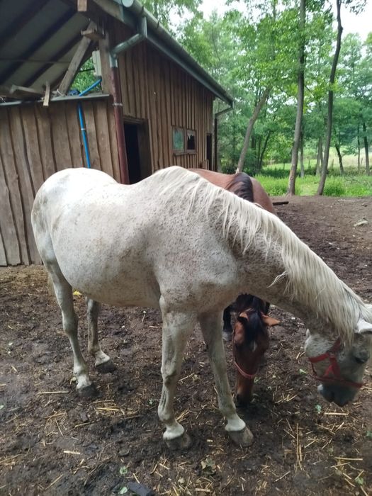 Sprzedam klacz wielkopolską