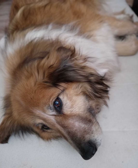 Szukam dobrego domu dla dwóch łagodnych suniek