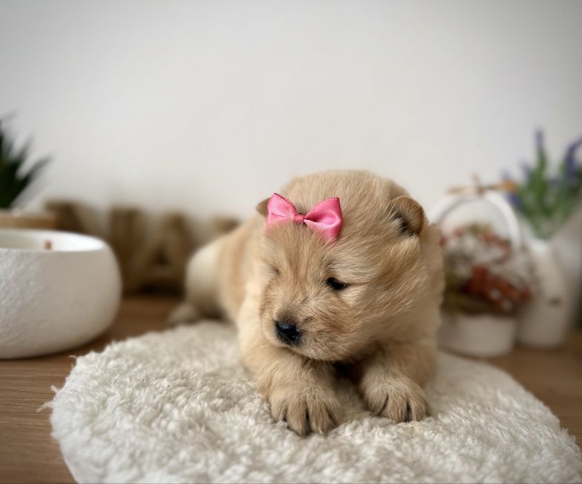 Menina chow chow fofinha