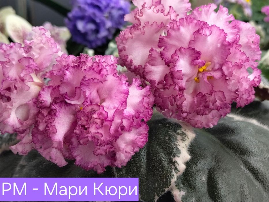 Фиалка комнатная детки