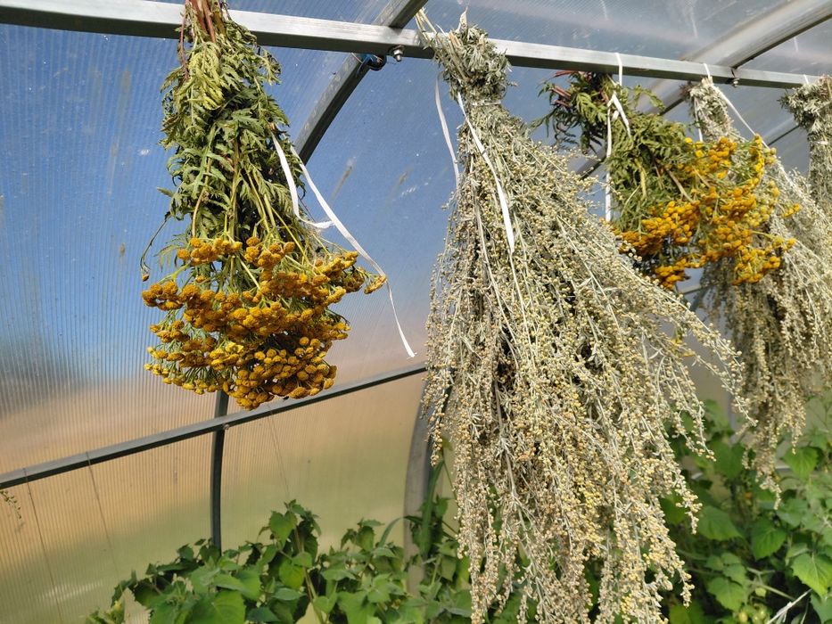 Mikstura odrobaczanie. Ekstrakt mlody orzech. Piołun wrotycz goździk. 200 ml