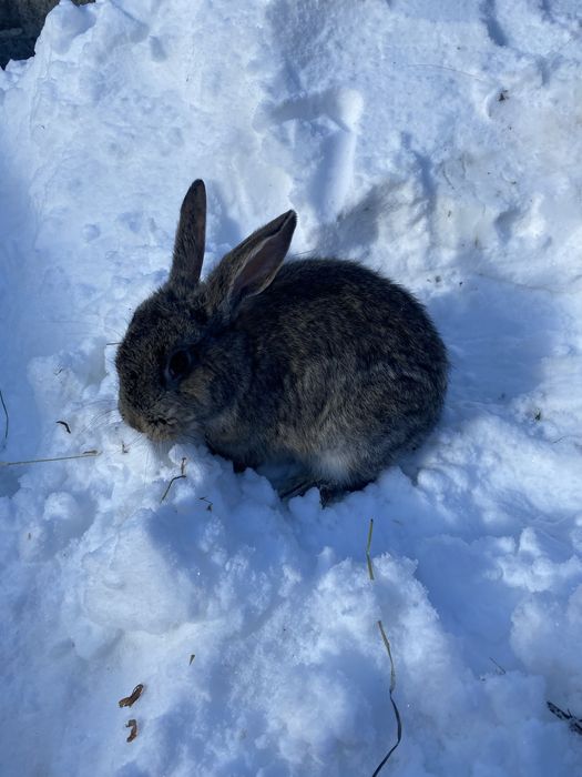 Продам кролів