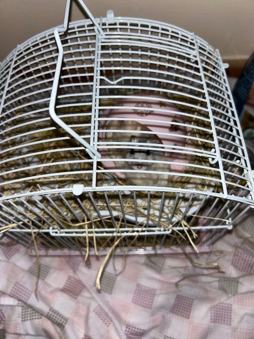 Hamster cinzenta e branca