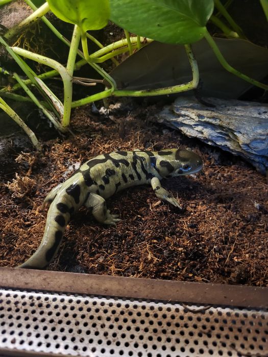 Salamandra tygrysia dorosła