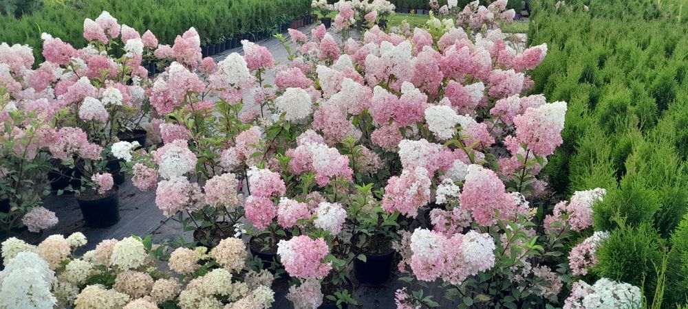 Hortensje różne odmiany w doniczkach 5l i 3l