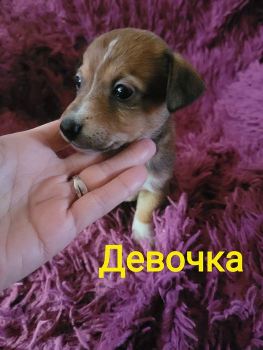 Отдам в добрые руки щеночка