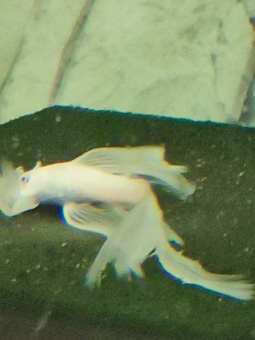 Ancistrus L-144 Snow White
