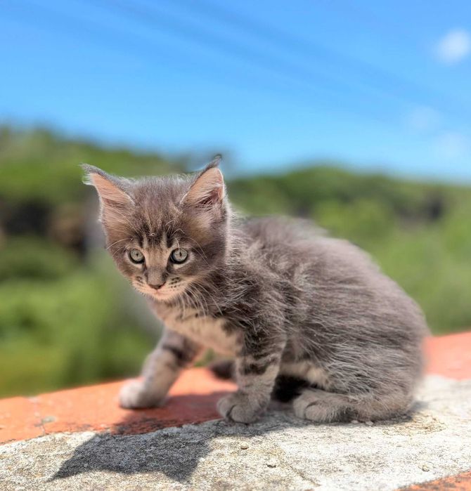 Gatinho Maine Coon bebé