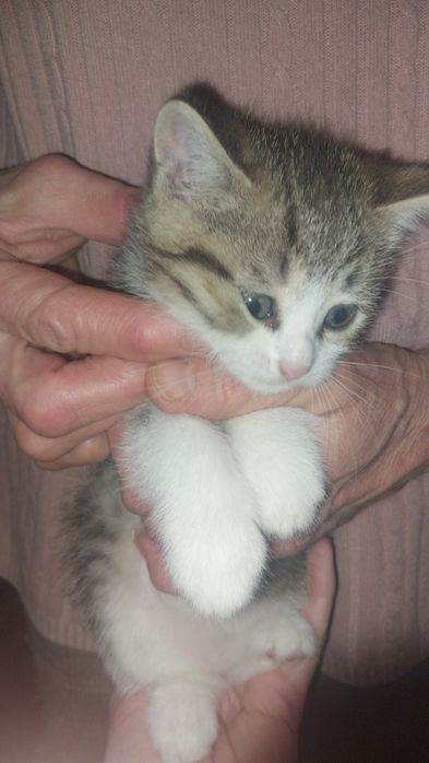 Котята 2 месяца мальчики