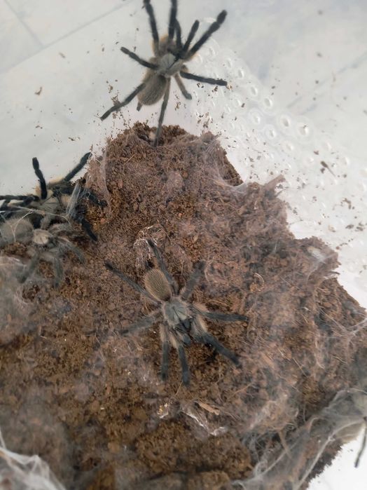 Ptasznik Monocentropus Balfouri Młoda SAMICA 3DC  _Możliwy BLIK_