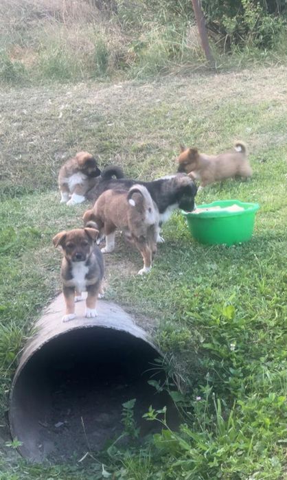 Собачки дворняшки (хлопчики і дівчата) Віддам в добрі руки ) Вибирайте