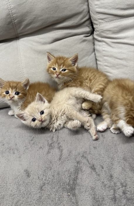 Віддам кошенят у добрі руки