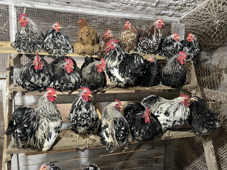 Кури карликові кохінхіни