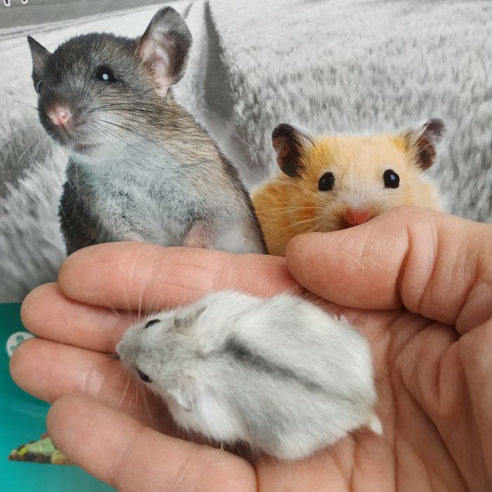 Хомяки маленькие ручные разные джунгарские хомячки в Харькове доставка