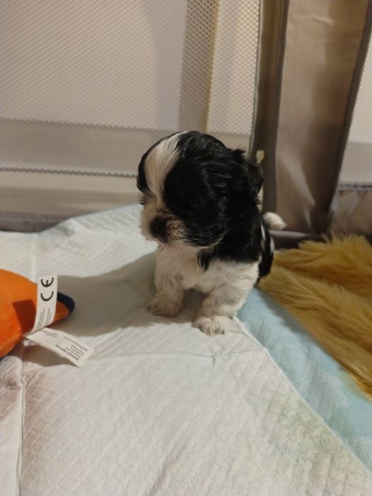 Shih tzu pieski i suczki