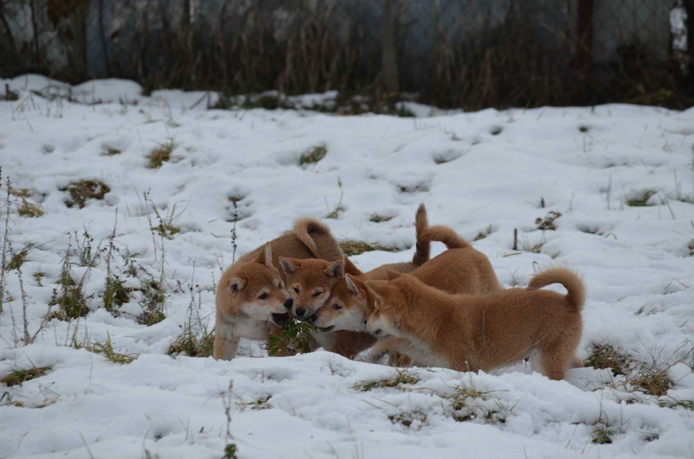 Шиба/Сіба іну/Shiba, КСУ-FCI! Київ, або відправлю.Є "Оплата частинами"