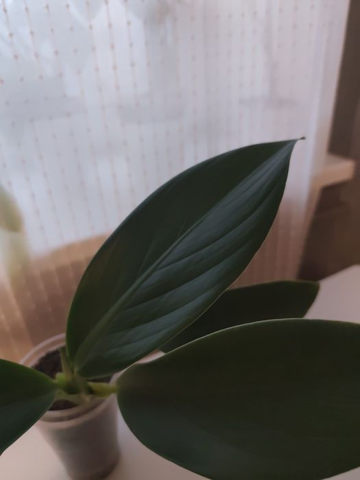 Філодендрон Madagascar 
Доросла рослина
Пластина ліста приблизно 23 см