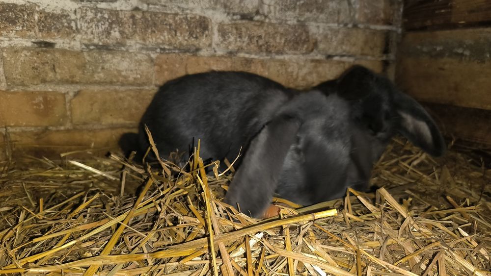 Sprzedam króliki barany francuskie niebieskie