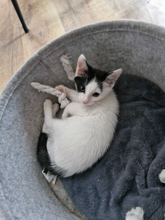 Adopcja słodkich kotków