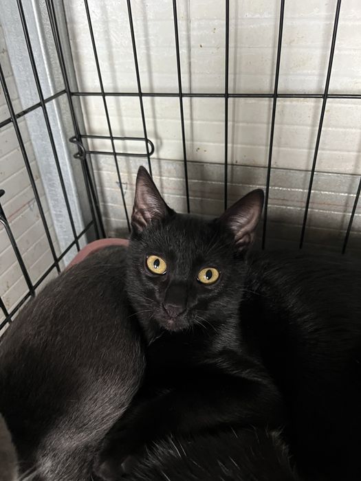 Mogli- Gatinho bebé para Adoção!