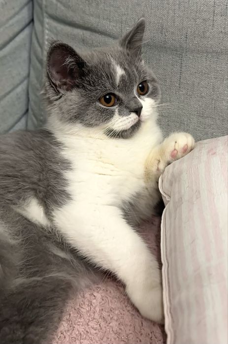 Koty Brytyjskie z rodowodem