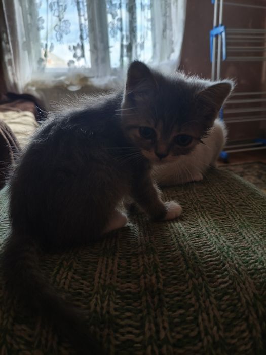Віддам хороші руки кошенят