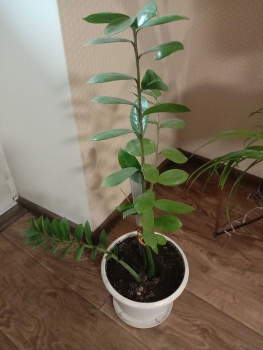 Замиокулькас (Долларовое дерево)