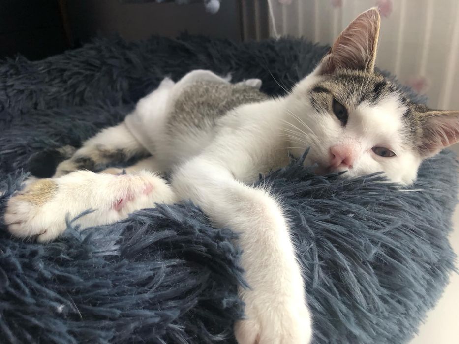 Ignaś do pokochania