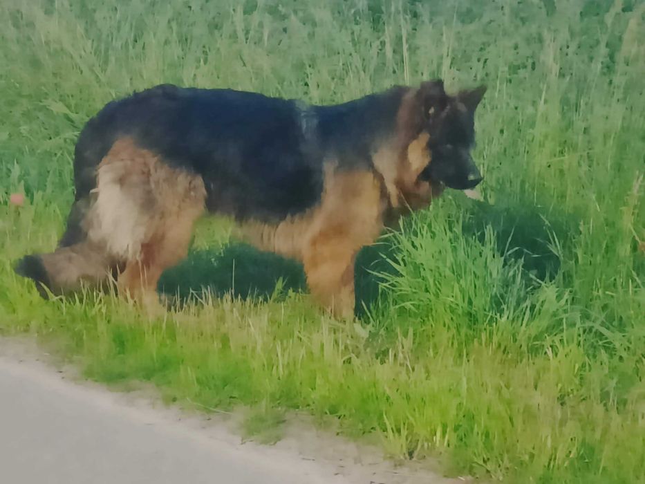 Owczarek niemiecki długowłosy - suczka !