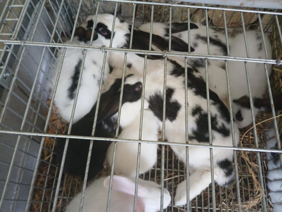 Coelhos com 2 meses