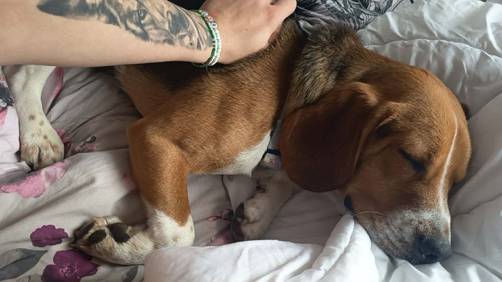 Roczny słodki beagielek Pluto