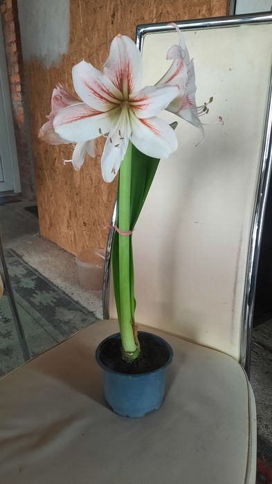 Гіпеаструм кімнатний