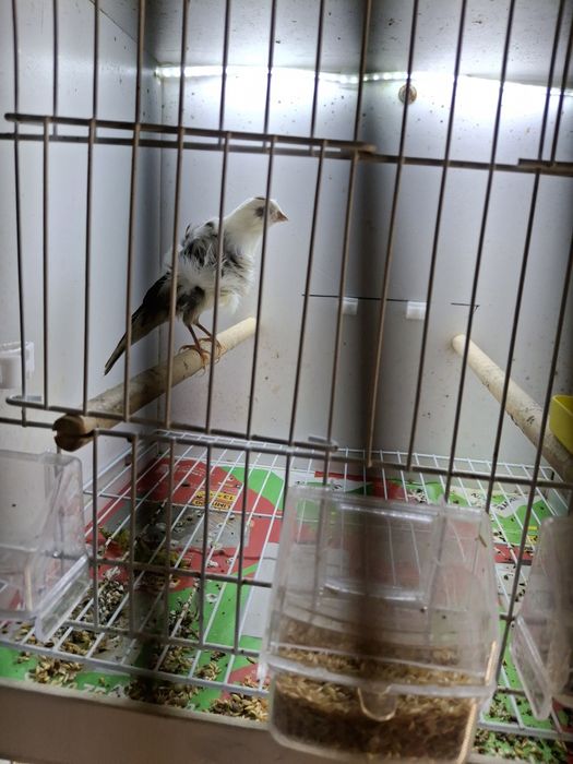 Canários para venda