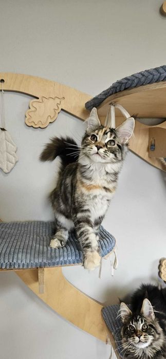 Kotka Maine Coon  miot "K" KARLA