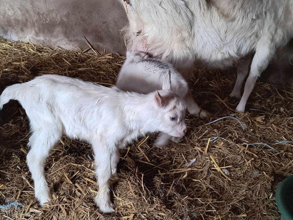Козенята, козлики, ламанчі
