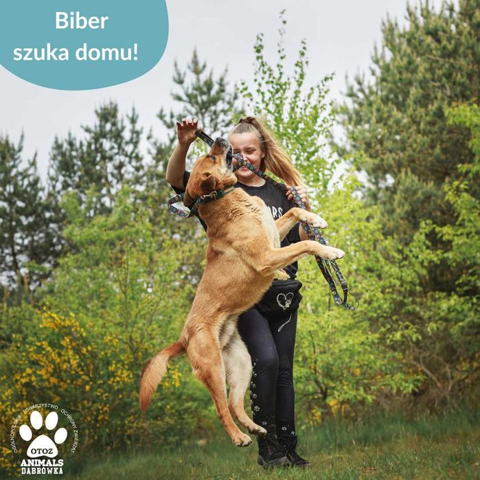 Biber szuka nowego domu