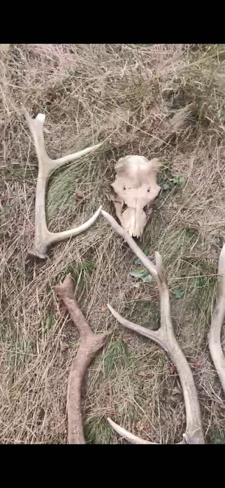 Рога оленя и черепа оленя