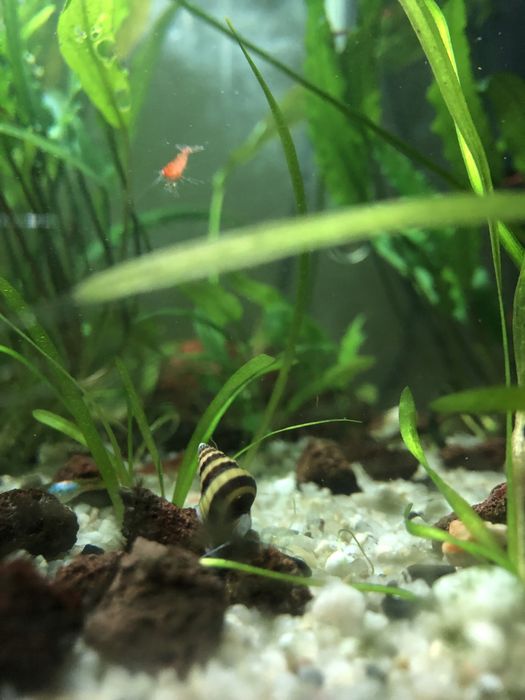 Ślimaki Helenki (Anentome helena) z własnego akwarium