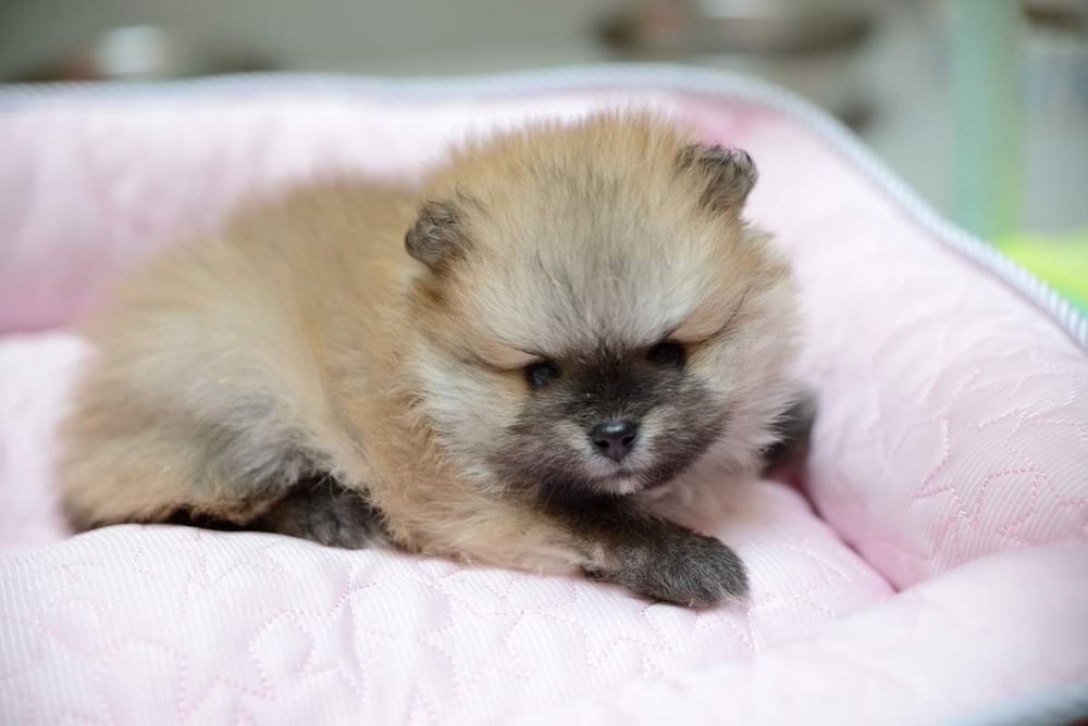 Pomeranian micro sunia xxxs
