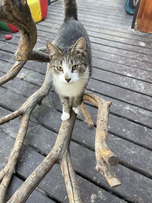 Uroczy Bławatek do adopcji