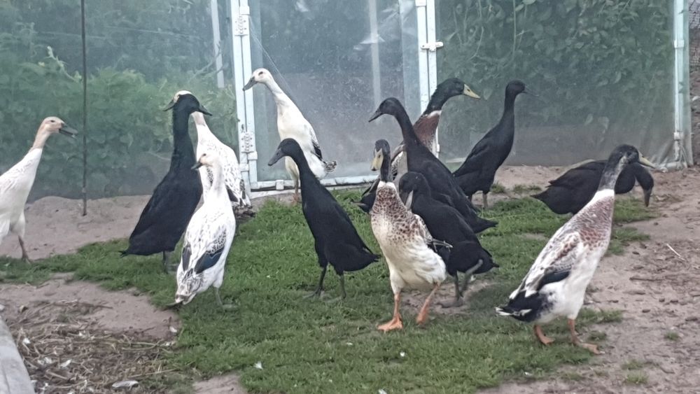Kaczory biegusy srebrny  szmaragdowy i dziki.