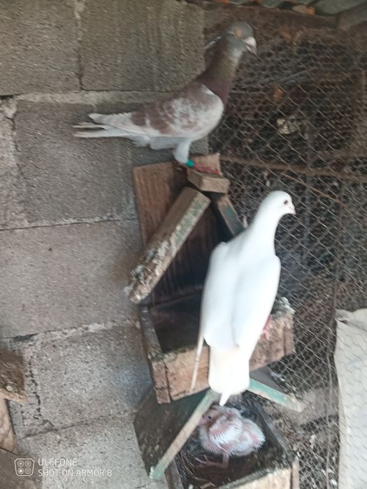 Vendo borrachos ou adultos