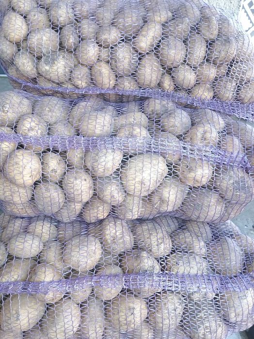 Картопля домашня