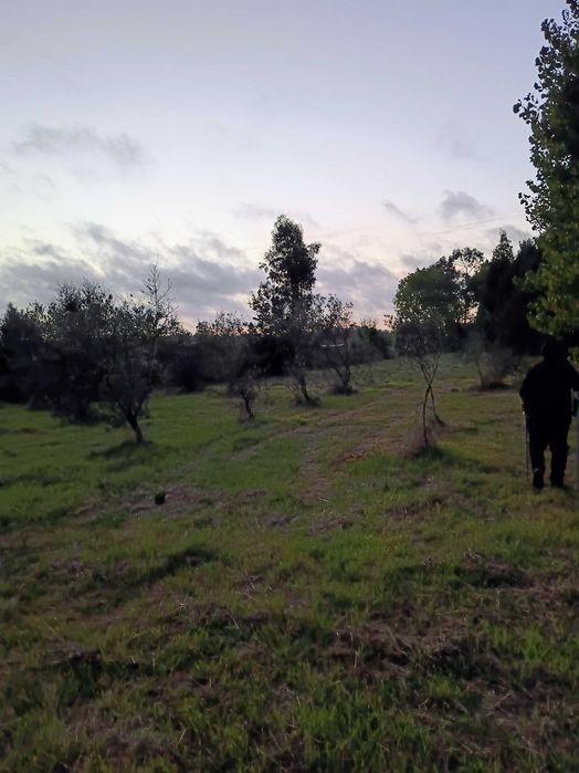 Grande Terreno 2745 M2 - Monte Arcado, Covoes